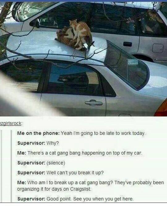 catgangbang.jpg